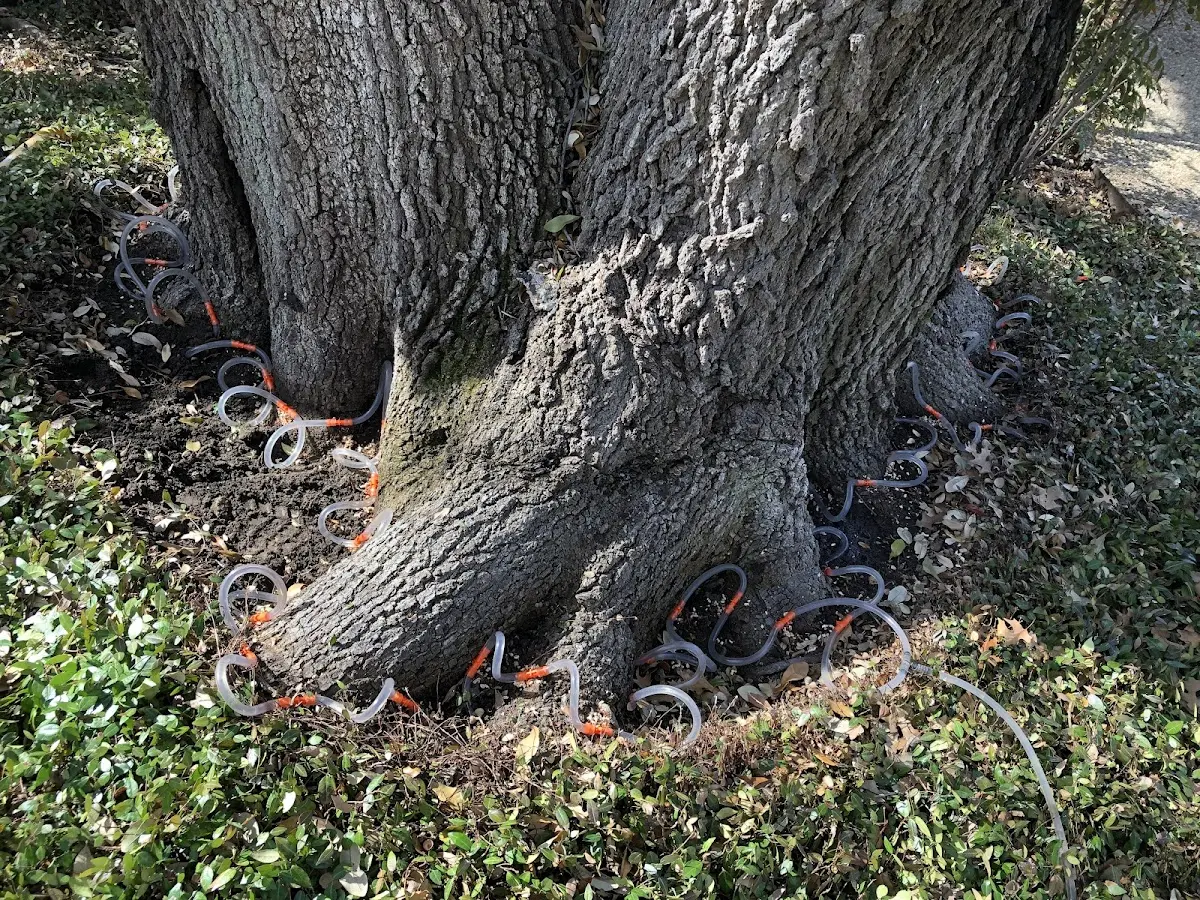 Detailed Tree Cabling and Bracing job site in Old Harbor