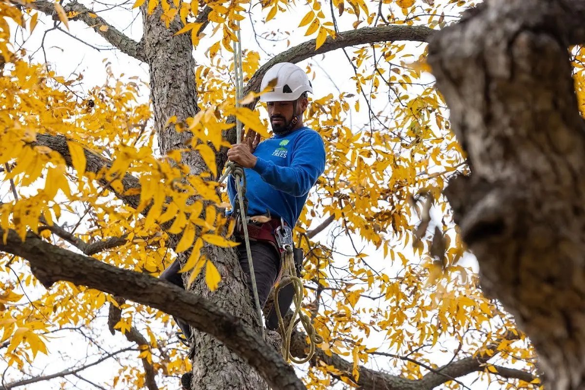 Skilled Storm Damage Cleanup crew working in Old Harbor